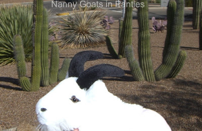 lacy posing with 98th cactus in Tucson lacy posing with 98th cactus in Tucson